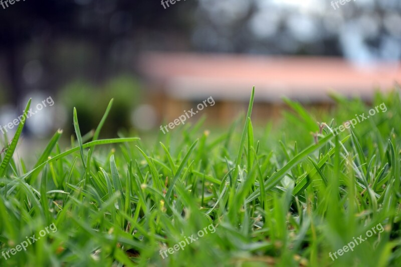 Green Grass Bokeh Nature Landscape