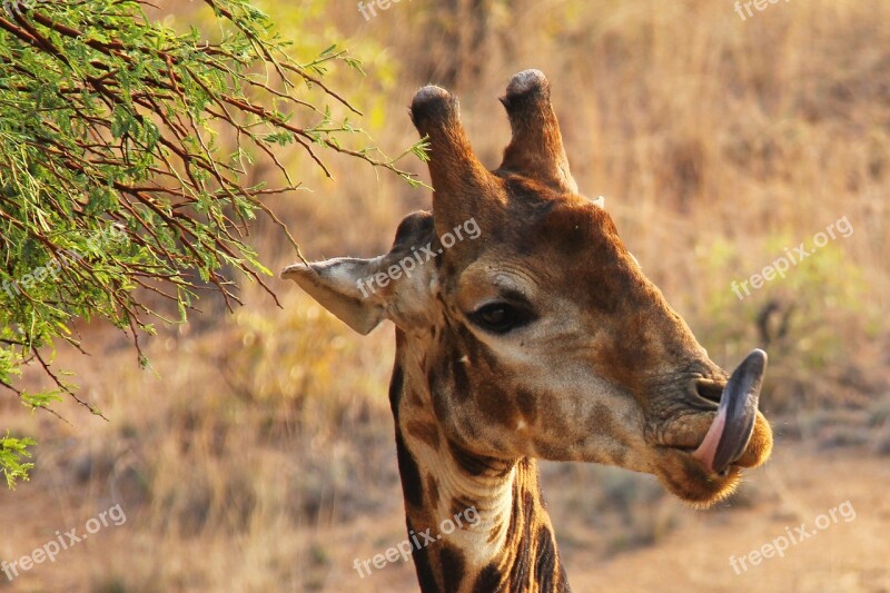 Giraffe Sunrise Exciting Adventure Safaris