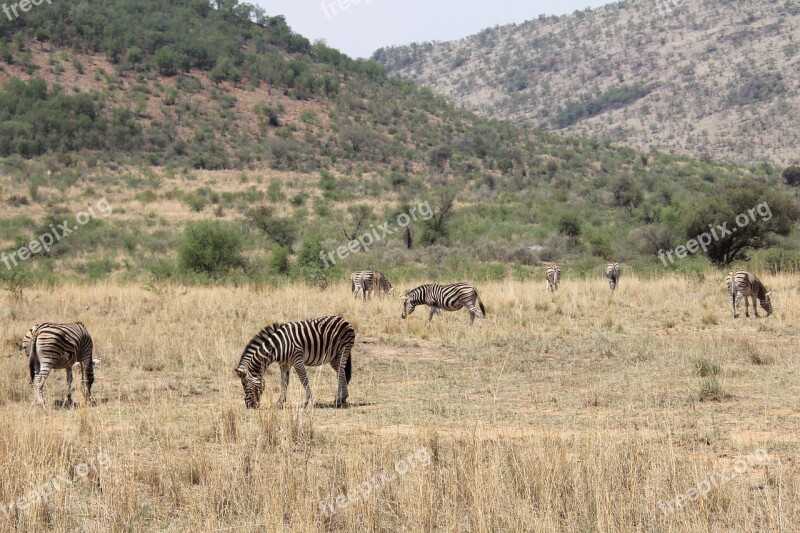 Zebras Exciting Adventure Safaris Scenic