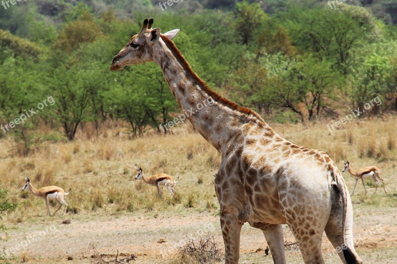 Giraffes Exciting Adventure Safaris Scenic