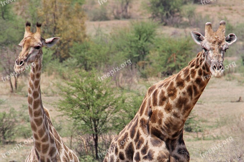 Giraffes Exciting Adventure Safaris Scenic