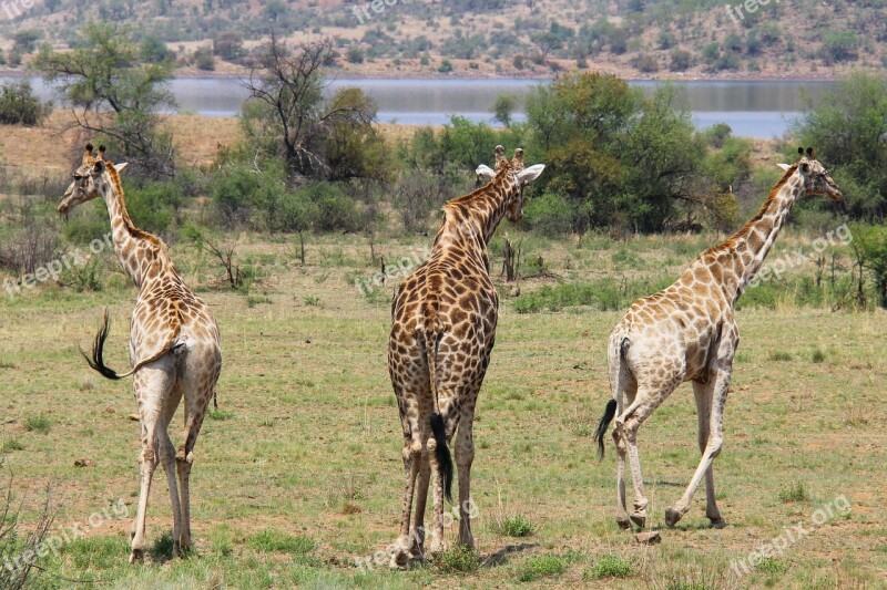 Giraffes Exciting Adventure Safaris Scenic