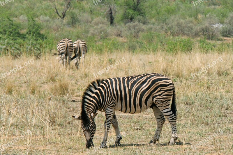 Zebras Exciting Adventure Safaris Scenic