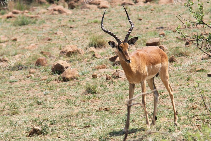 Deer Exciting Adventure Safaris Scenic