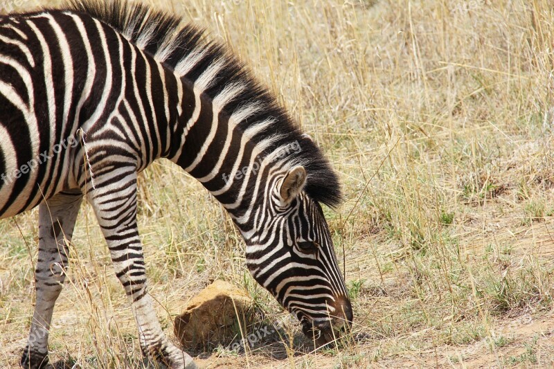 Zebra Exciting Adventure Safaris Scenic