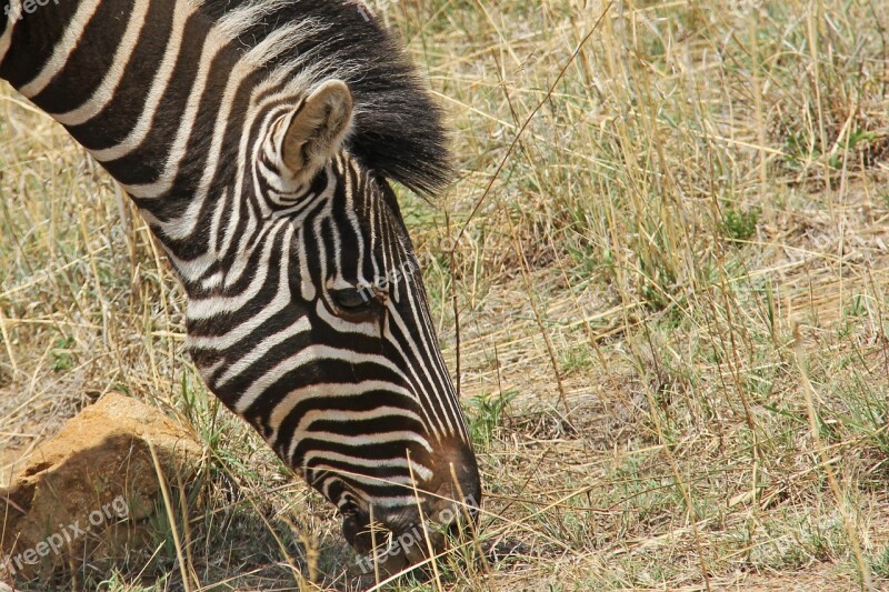 Zebra Exciting Adventure Safaris Scenic