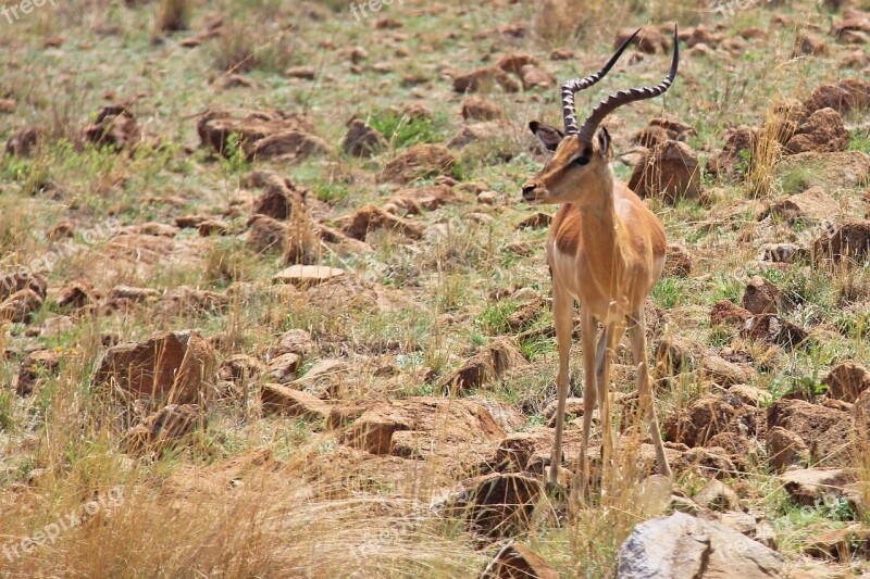 Deer Exciting Adventure Safaris Scenic