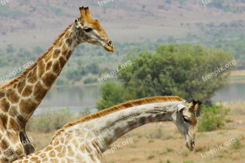 Giraffes Exciting Adventure Safaris Scenic