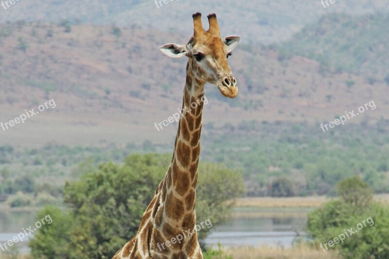 Giraffe Exciting Adventure Safaris Scenic