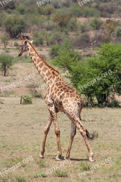 Giraffe Exciting Adventure Safaris Scenic