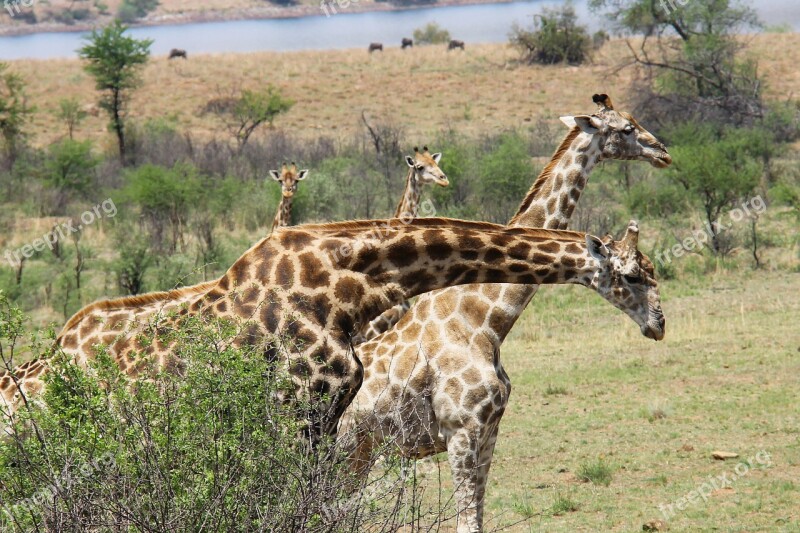 Giraffes Exciting Adventure Safaris Scenic