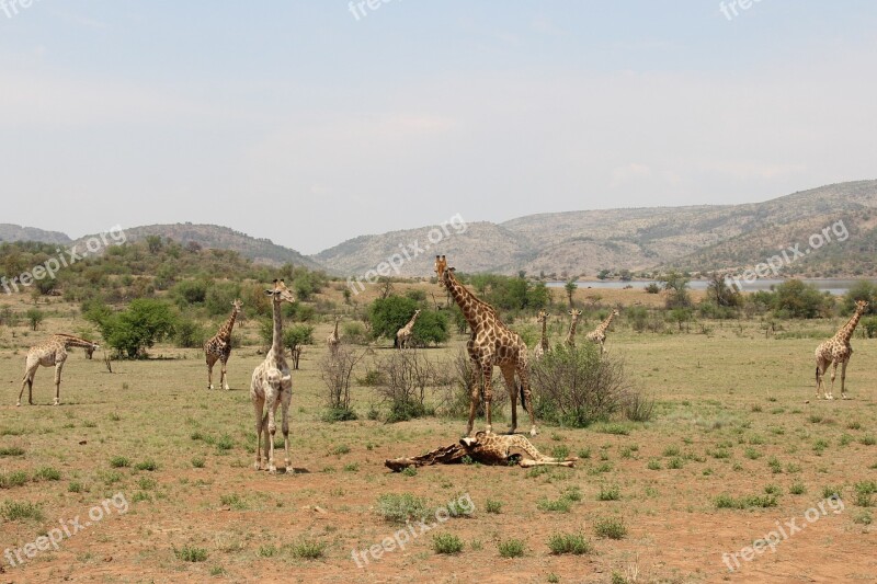 Giraffes Exciting Adventure Safaris Scenic