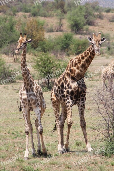 Giraffe Exciting Adventure Safaris Scenic