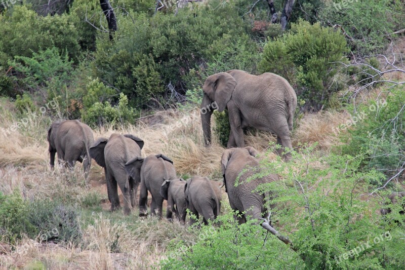 Elephants Exciting Adventure Safaris Scenic