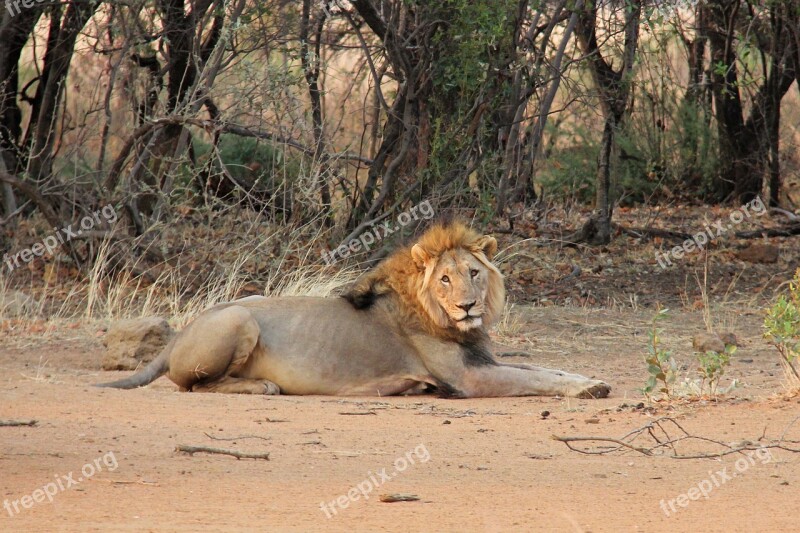 Lion Resting Sunrise Exciting Adventure