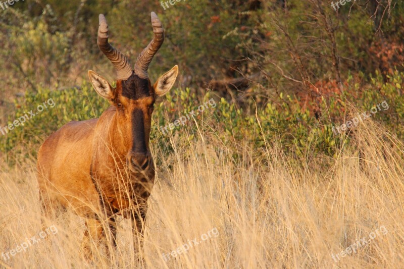 Deer Sunset Exciting Adventure Safaris