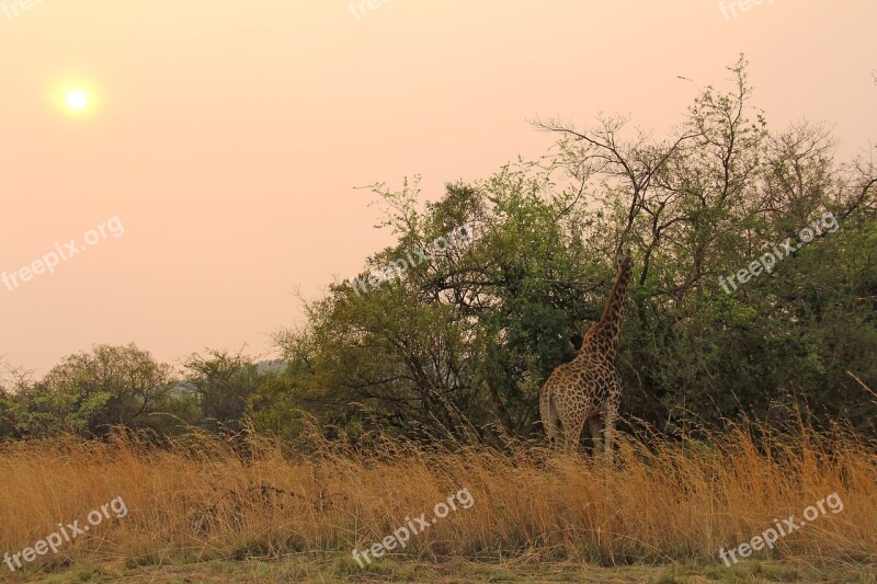 Giraffe Sunset Exciting Adventure Safaris