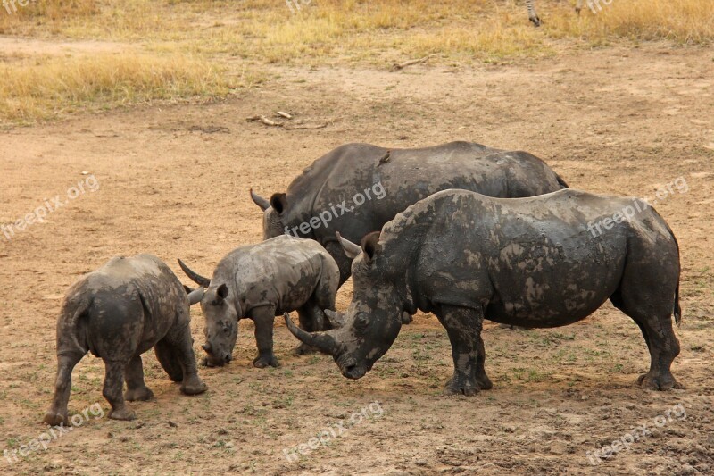 Rhinos Baby Rhino Exciting Adventure Safaris