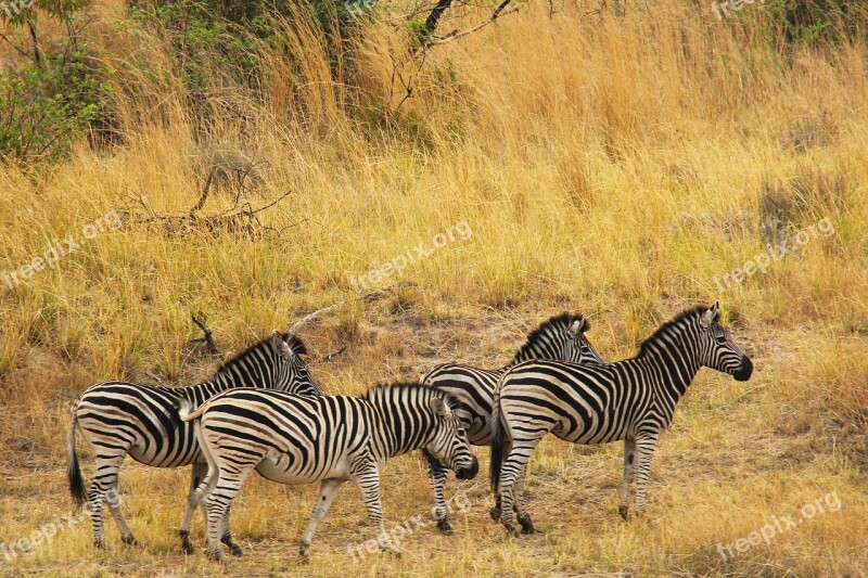 Zebras Exciting Adventure Safaris Scenic