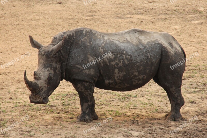 Rhino Exciting Adventure Safaris Scenic