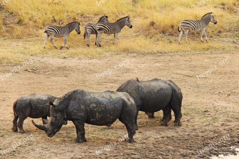 Rhino Zebra Exciting Adventure Safaris