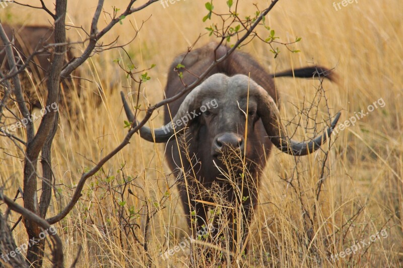 Buffalo Exciting Adventure Safaris Scenic