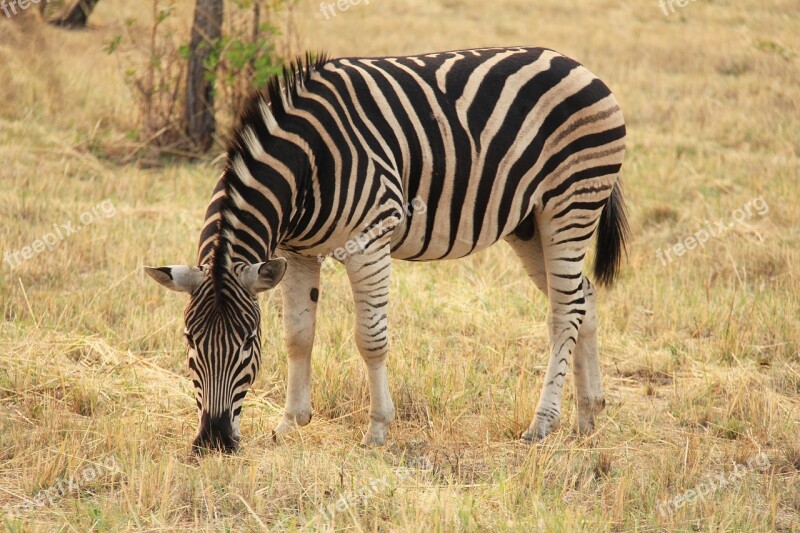 Zebra Exciting Adventure Safaris Scenic