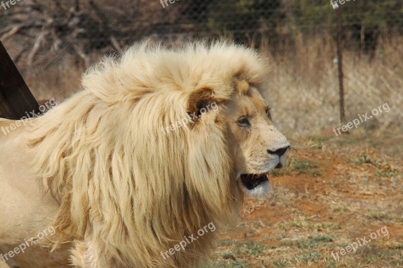 Lion Predator World Pilanesberg National Park Big5 Beautiful