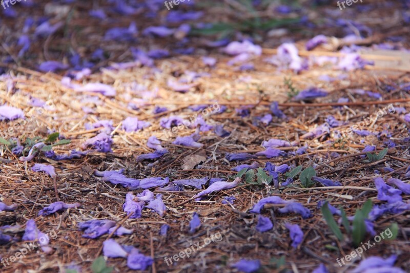 Fantastic Purple Trees Beautiful Jacaranda Trees