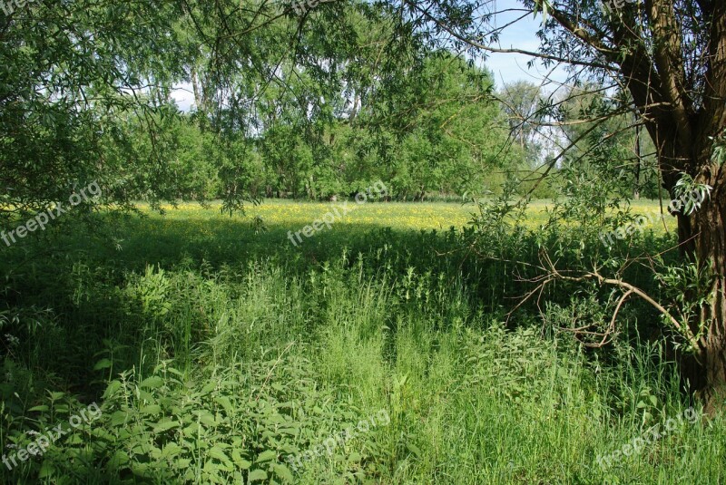 Meadow Trees Green Yellow Spring