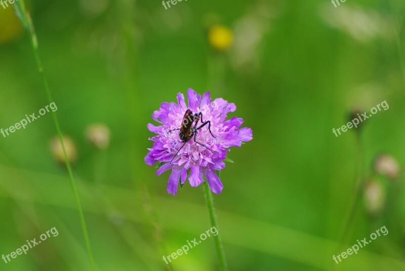 Flower Clover Insect Meadow Green