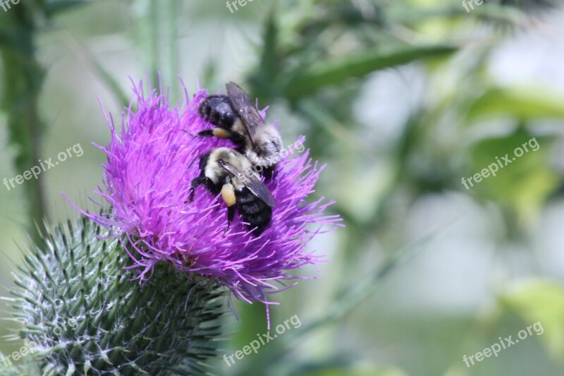 Maine Honeybee Flower Green Coastal