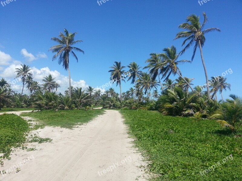 Palm Trees Sand Road Landscape Free Photos