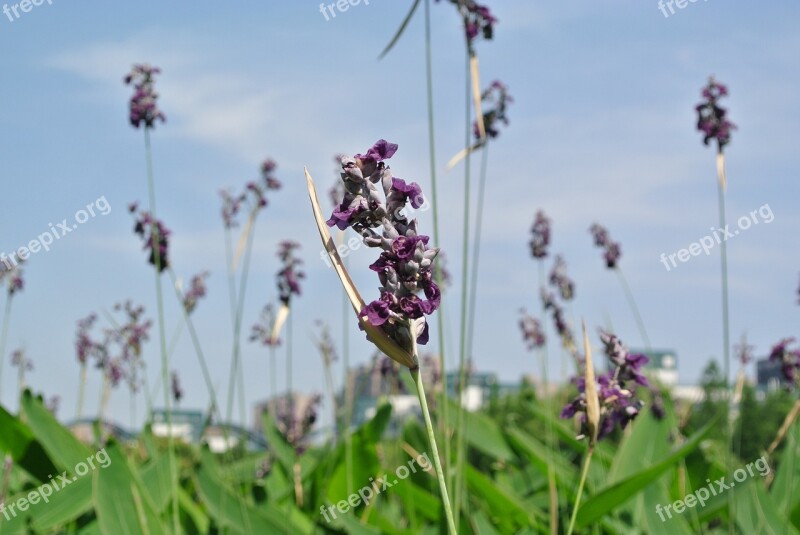 Lavender Plant Natural Grass Hiromasa Lake Zhejiang University