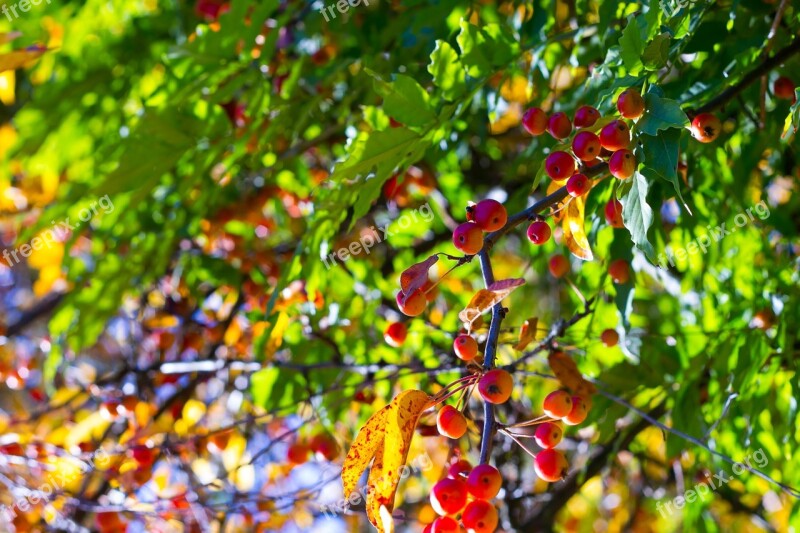 Forest Berries Golden Nature Autumn