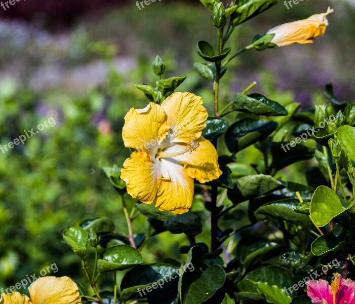 Hibiscus Yellow Flower Blossom Bloom