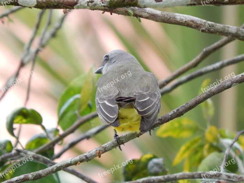 Birds Green Little Bird Fauna Bird