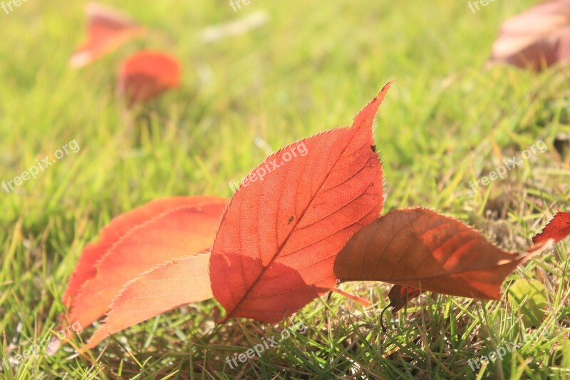 Defoliation Red Leaves Overlapping Autumn Properties