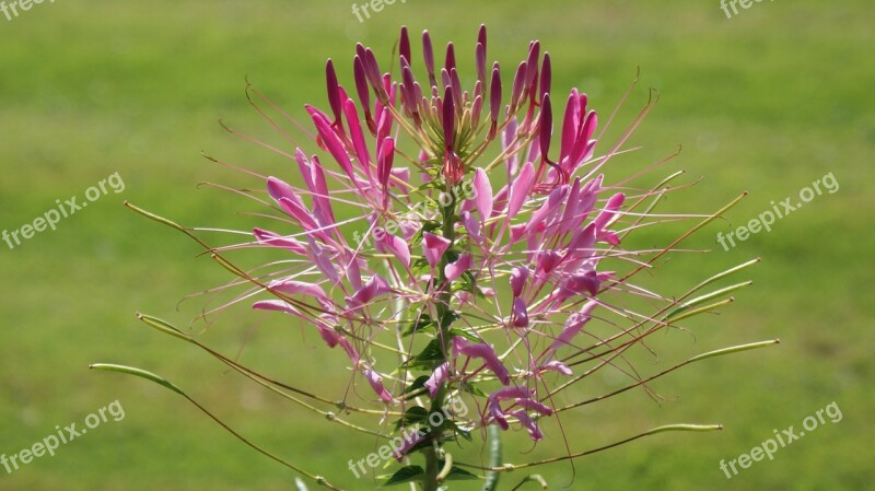 Flower Nature Beautiful Flower Pink Flower Wild Flower