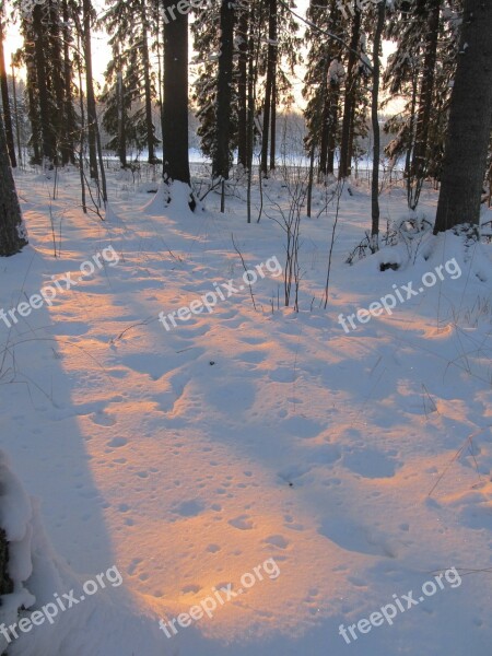 Winter Six Forest Sunset Crust