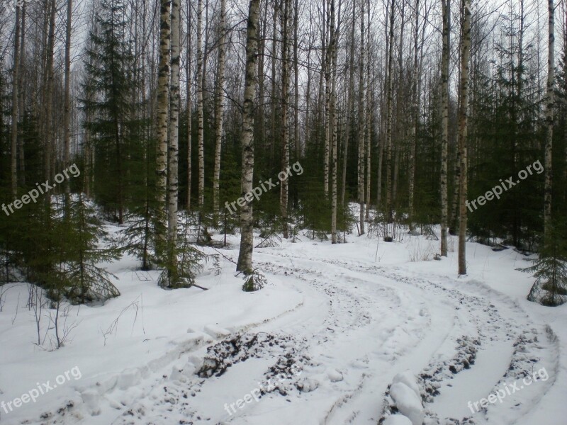 Birch Forest Crust Nature The Second