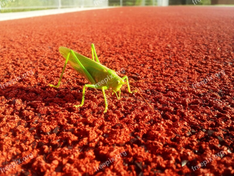 Grasshopper Sports Ground Contrast Color Animals