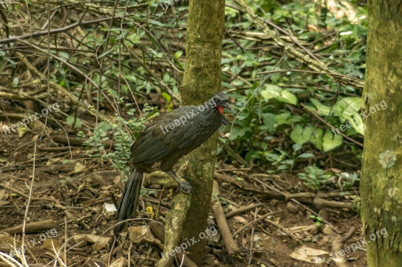 Guan Bird Flyer Brasileira Natural Habitat