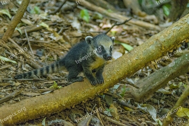 Coati Nature Mato Park Forest