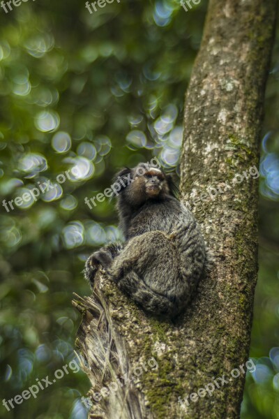 Monkey Tree Animal Primate In The Tree