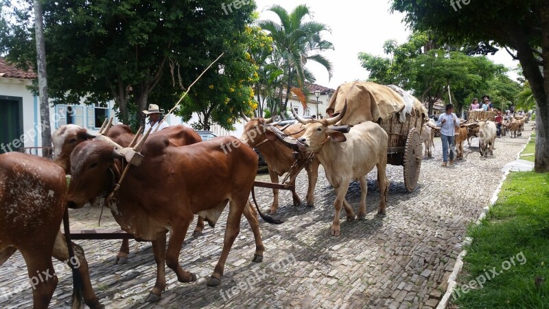 Oxcart Pirenópolis Goiás Brazil Backcountry