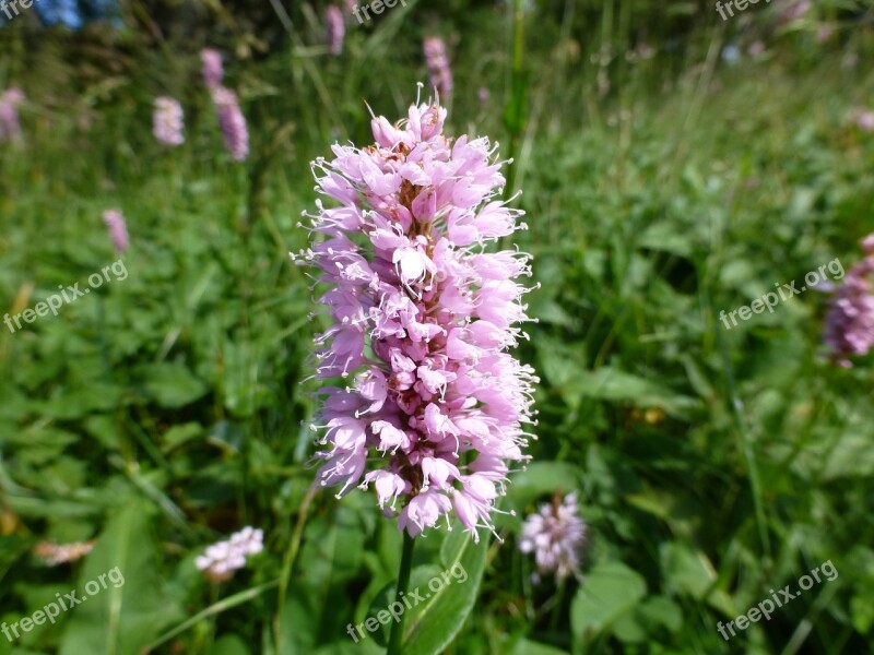 Dactylorhiza Flower Blossom Bloom Purple Flower