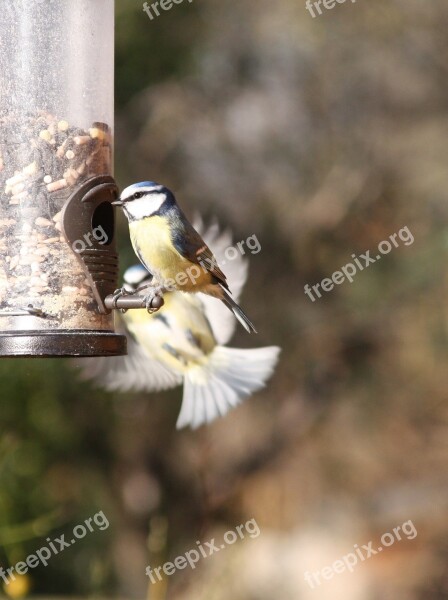 Blue Tit Birds Motion Blue Tit