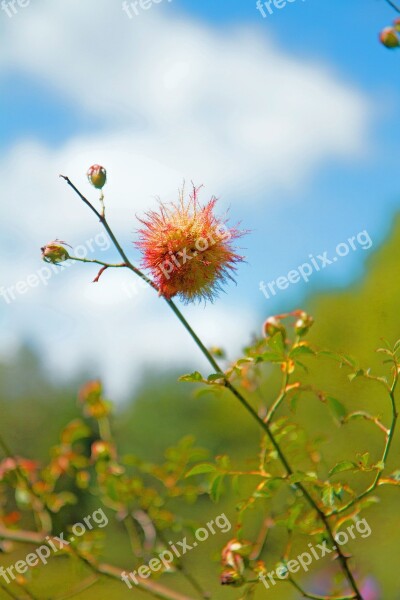 Flowers Mealybug Wild Rose Scrubland Free Photos