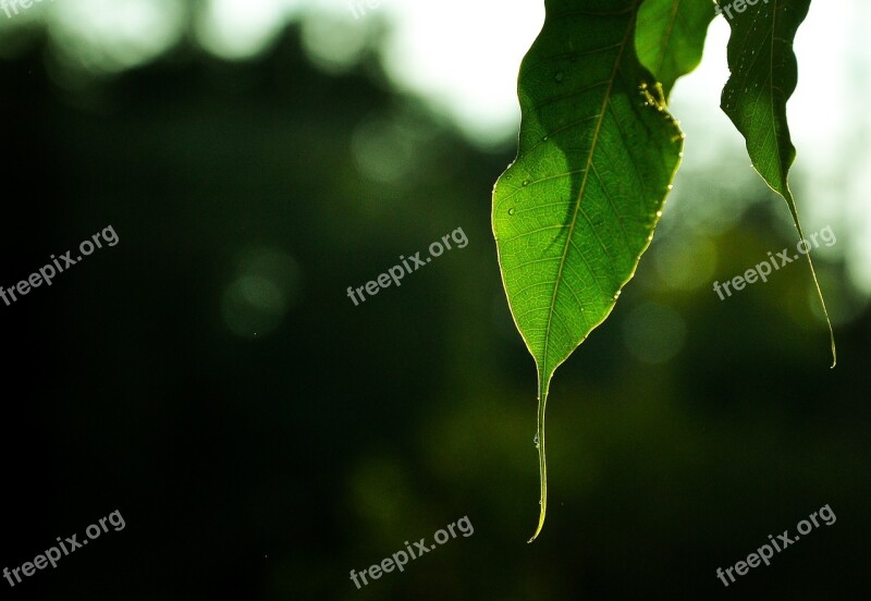 Leaf Nature Textures Real Sunlight